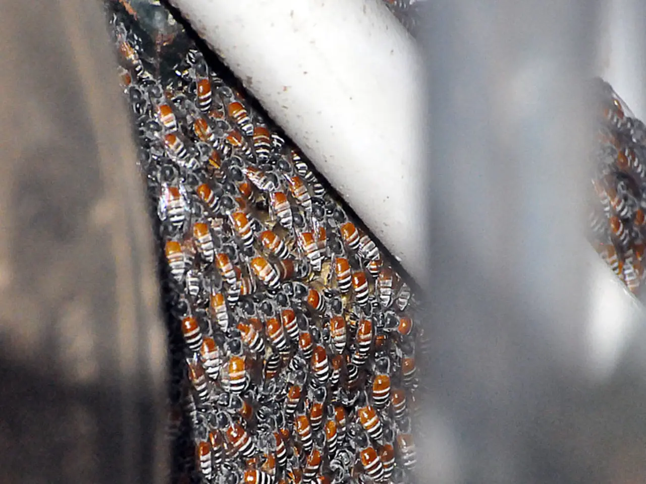 Cost comparison: Why our Manuka Honey priced higher than Costco's