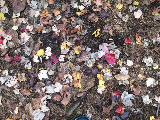 Capturing on Film Professor Louis Schipper's Actions