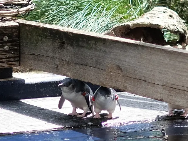 Rare chick being reared by a same-sex penguin couple at a U.K. zoo