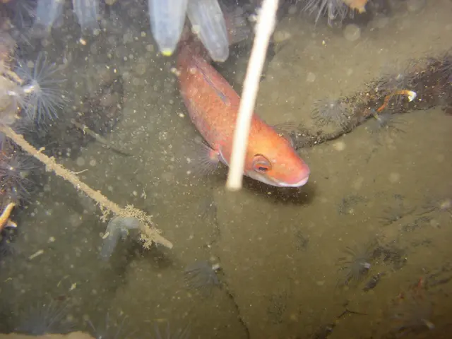 Low-Priced, Lucrative Venture: Mandarin Fish Farming Encourages Small-time Ornamental Fish...