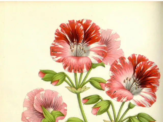 Mystical Aviary Arachnids in Dreams - Decoding the Symbolism of Fascinating Bird Spiders in...