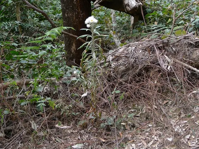 Gathering at an eco-focused event taking place at a Luboń school on the 18th of October, 2024, at...