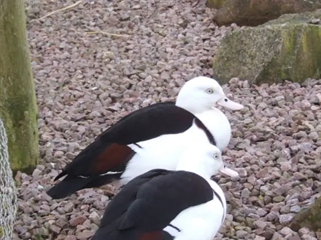 Guidance for Establishing a DIY Rock Analysis Workshop for Children