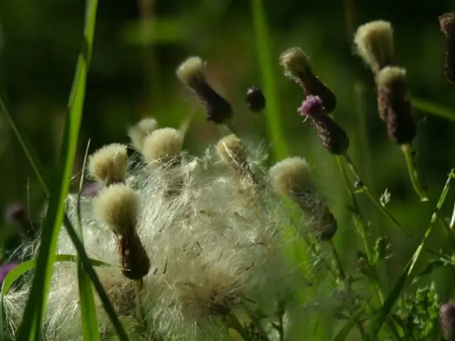 Government Announcements for June 30, 2025: Key Points from the Press Information Bureau