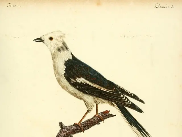 Pope Francis' Impact and the Jesuit Perspective - A Jesuit Reflection on Pope Francis' Legacy