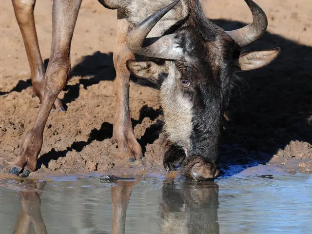 Coexisting with Wild Buffalo Populations in Hong Kong