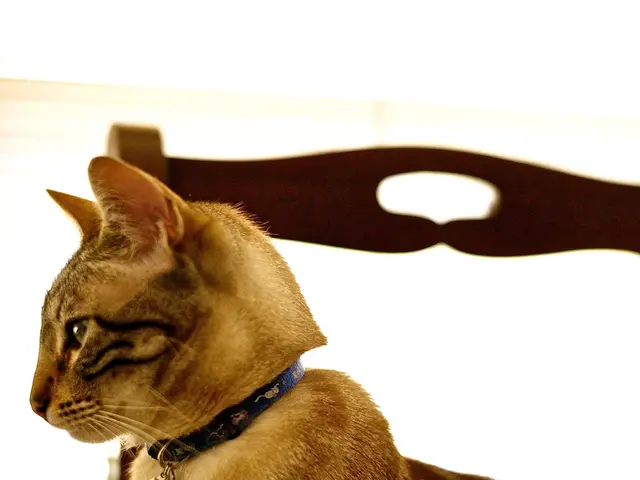 Exploration and Imitation: Overview and Interpretation (Theoretical Perspective)