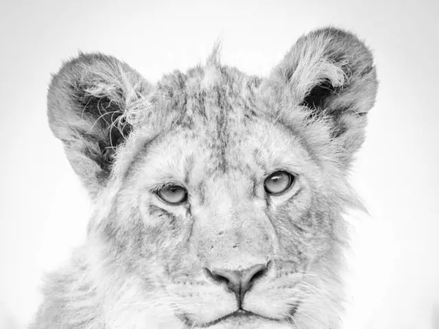 The sensation of a tiger's tongue: an exploration