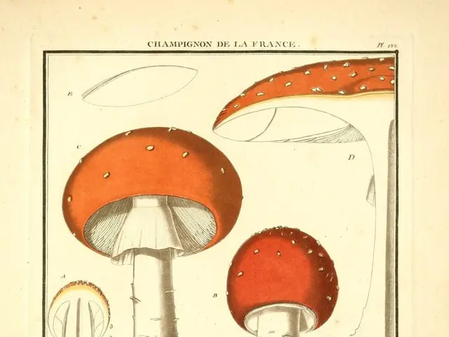 Enhance Your Cognitive Performance: Discover Top Nootropics for Boosting Learning Efficiency and...