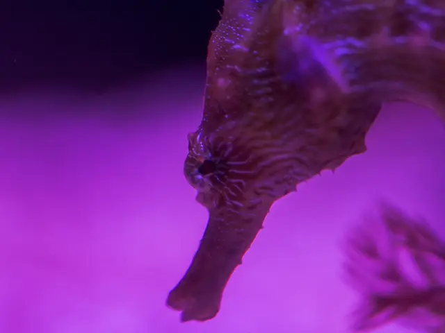 Seaside Adornments: Interpreting Seahorse Symbolism and Design Sources in Jewelry