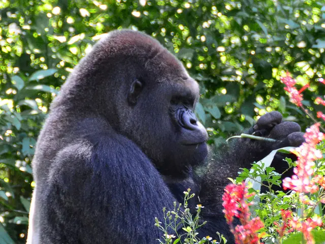 Unveiling Nature's Mesmerizing Soundtrack: The Fascinating Account of Gorilla Dining Rhythms