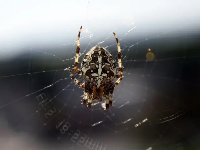 Repeatedly expressing identity as a spider: "Spider over and over again is the repeated statement...