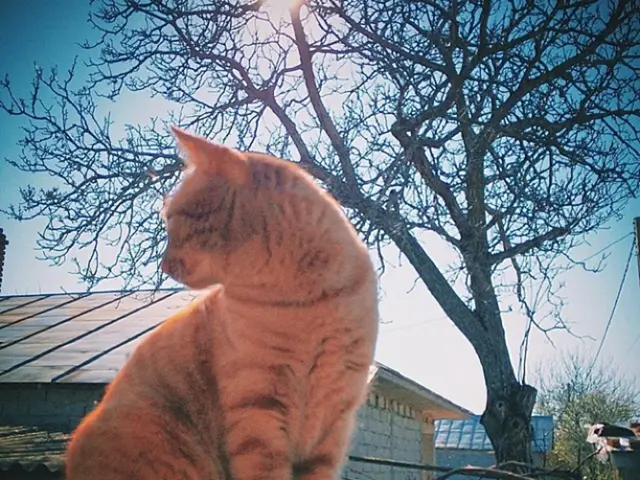 Conflict Across Generations