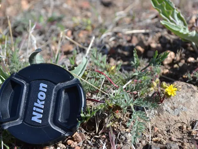 Swarming locusts invade the Schöller region
