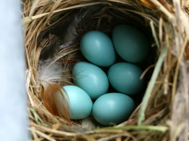 Duration of Bird Egg Incubation: A Detailed Overview