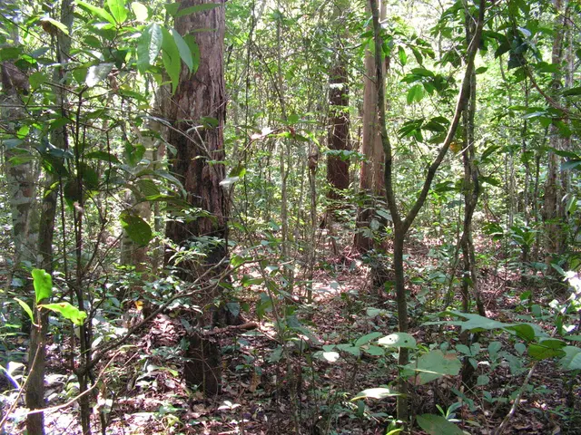 Consider a lack of space in your yard for tree growth? Ponder once more - with these 13 tree...