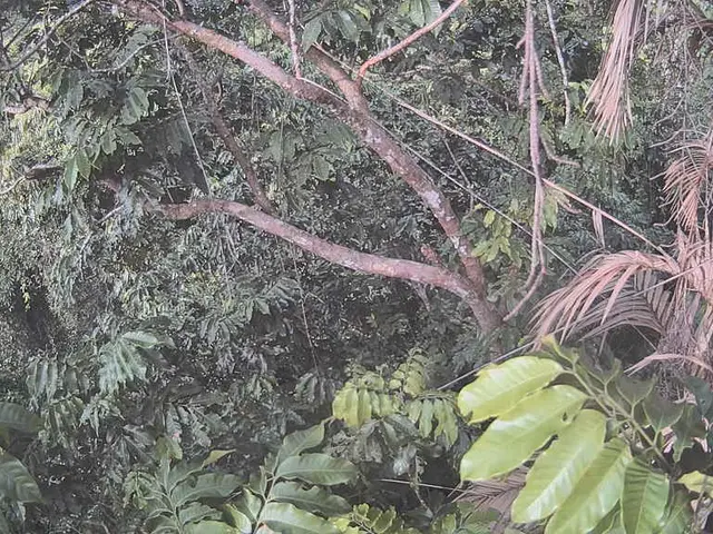 looming catastrophe of the Palm Oil industry