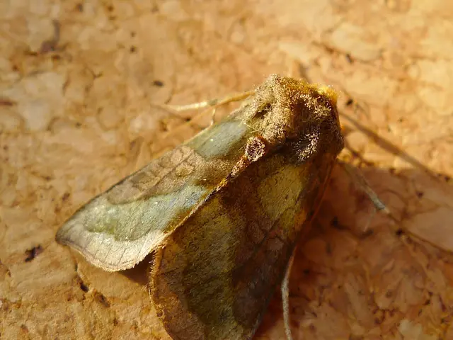 Introducing Ahi Pepe MothNet: A New Network in Focus