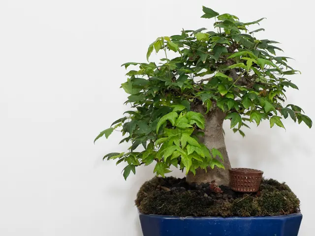 Mastering Intricate Bonsai Hybridization: Blending Species and Unique Qualities