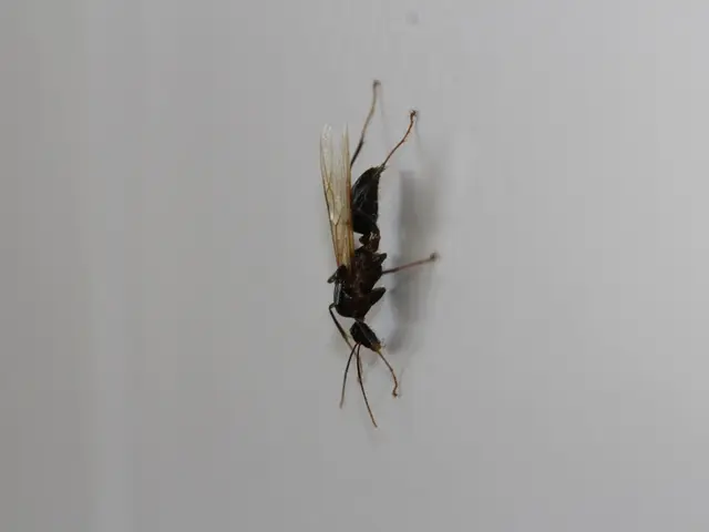 Radioactive Wasp Nests Discovered by Workers at a Nuclear Facility in South Carolina