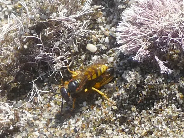 Radioactive Wasp Colonies Discovered at Nuclear Facility in South Carolina
