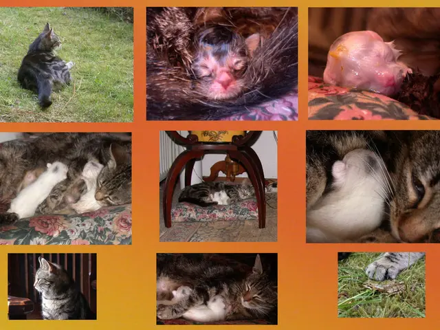 tuition costs for veterinary education