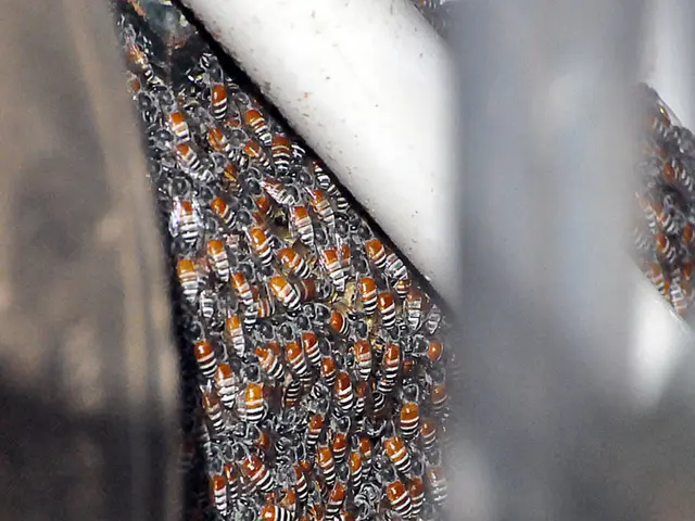 Bolstering women's roles in agriculture across Asia