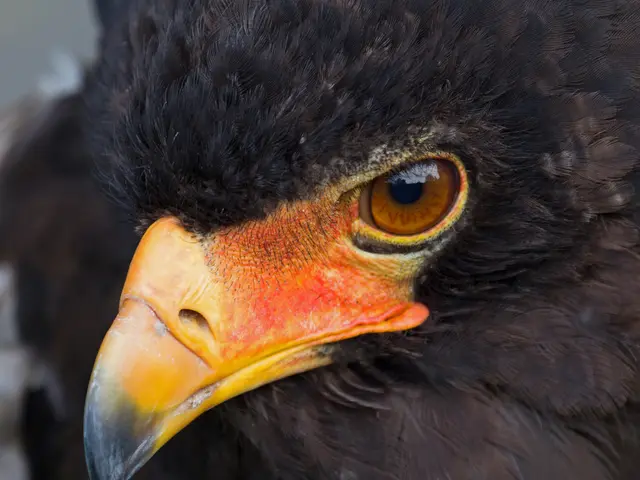 Vultures' Ability to Scent Mortality: Exploring Nature's Undying Scavengers