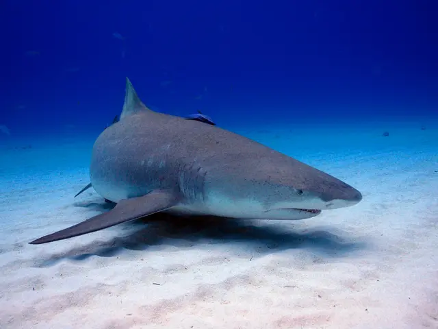 Dolphins and Human Encounters: Debunking Common Misconceptions