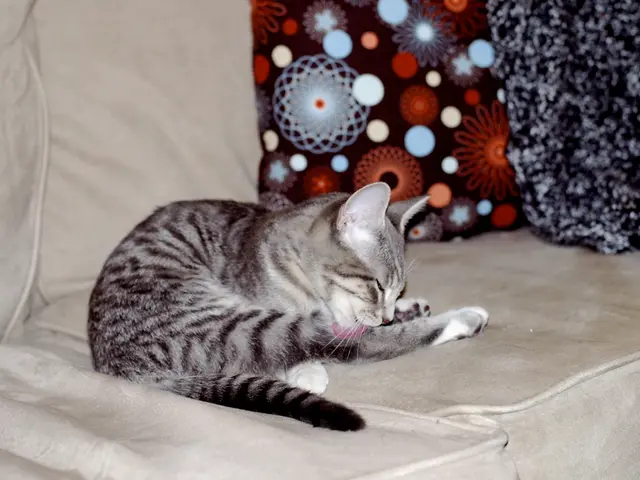 Pupils at a Regensburg school producing heart-shaped pillows for cancer patients to alleviate their...