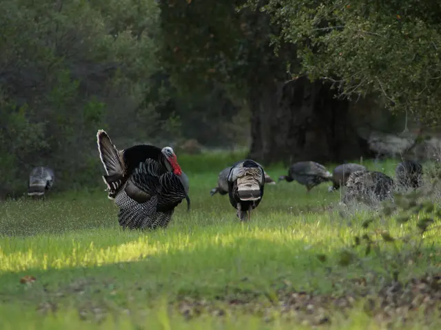 Turkey Reveals 2024's Top Taxpayers: Baykar Leaders Take First and Second Place