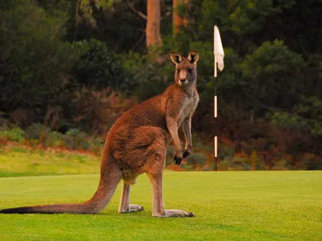 Giant Kangaroos Reign over the Wild Australian Terrain (Without Leaping)