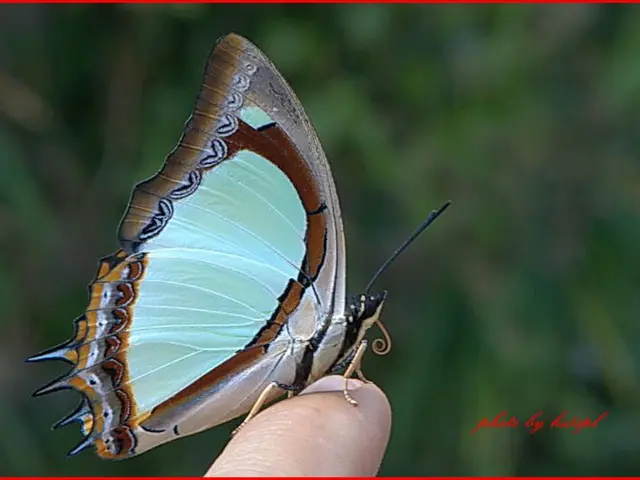 U.S. Democracy Shift and Its Effects on Europe