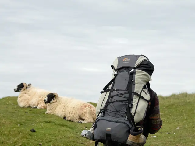 In the image we can see there is a ground which is covered with a grass and in between there is a...