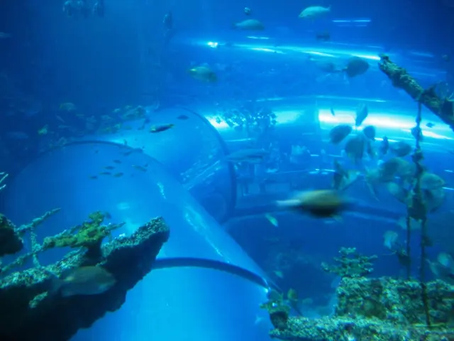 In this image I can see number of fishes, a pipeline and I can see sea plants. I can also see this...